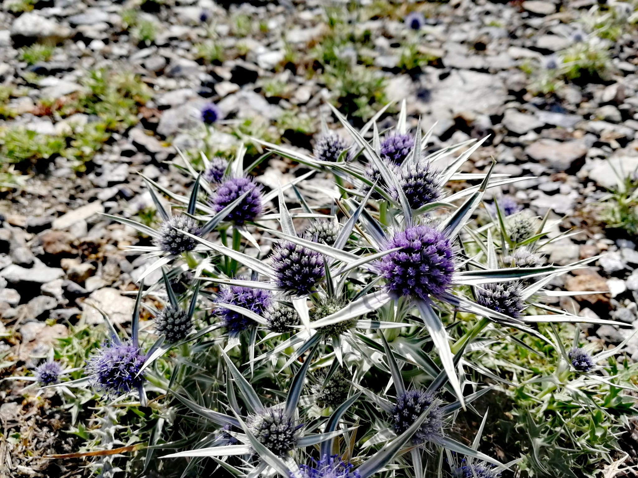 ruta veleta sierra nevada, plantas